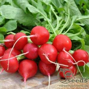 Редис "Шахрі" F1 250 гр. (HAZERA)