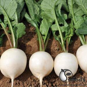 Редис Вайтелла F1 10 000 нас. (фр.3-3,2) HAZERA