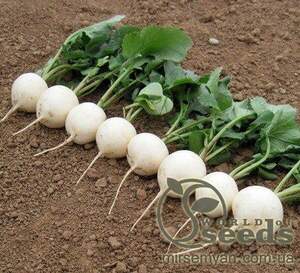 Редис Вайтелла F1 10 000 нас. (фр.3-3,2) HAZERA Редис Вайтелла F1 10 000 нас. (фр.3-3,2) HAZERA