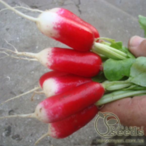 Редис Редис