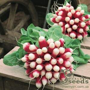 Редис "Експо" F1 25000 семена (HAZERA)