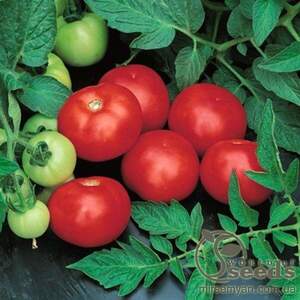 Томат "Топкапі" F1 1000 семена (Hazera)