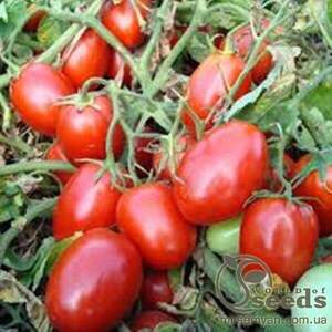 Томат "Діадема" F1 1000 семена (Hazera) томат детермінантний