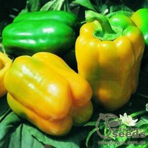 Перець "Серено" F1 250 с, HAZERA (Хазера)