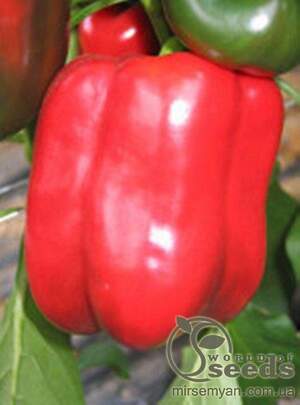 Перець "Телестар" F1 500 с, HAZERA (Хазера)