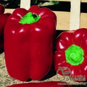 Перець "Вівальді" F1 1000 с, HAZERA (Хазера)