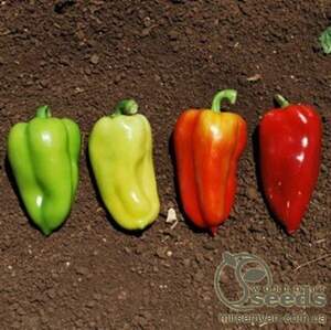 Перець "Арон" F1 1000 с, HAZERA (Хазера)