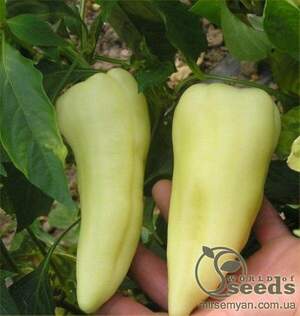 Перець "Акорд" F1 1000 с, HAZERA (Хазера)