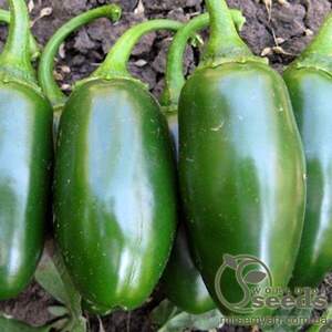 Перець "Да Вінчі" F1 1000 с, HAZERA (Хазера)