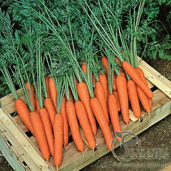 Морква "Престо" 25 000 с. (фракц.1,8-2,0) Vilmorin Морква "Престо" 25 000 с. (фракц.1,8-2,0) Vilmorin