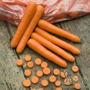 Морква "Болеро" 25000 семена Хазера, (Hazera)