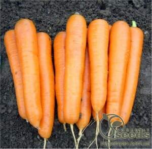 Морква "Аттіліо" 100000 семена Хазера, (Hazera)