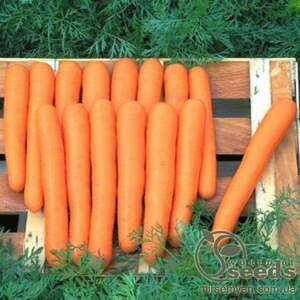 Морква "Маестро" 100000 семена Хазера, (Hazera)