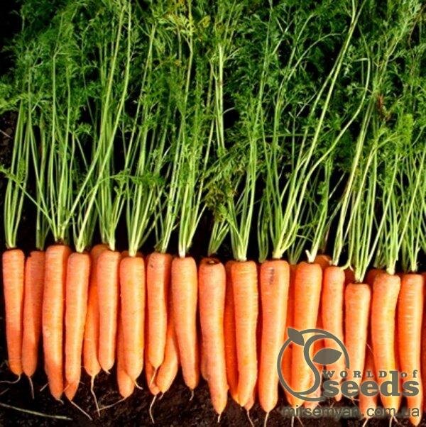 Морква "Волкано" F1 100 000 семена Хазера, (Hazera) Морква "Волкано" F1 100 000 семена Хазера, (Hazera)