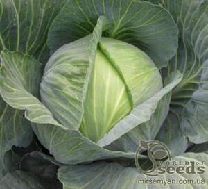Капуста білокачанна "Саті" F1 - 2500 с. (Hazera)