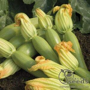 Кабачок "Невіра" F1 – 1000 с. (Hazera)