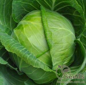 Капуста білокачанна "Емілі" F1 – 2500 с. (Hazera)