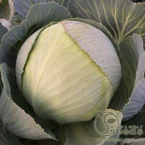 Капуста білокачанна "NIZ 17-1271" F1 – 2500 с. (Hazera)