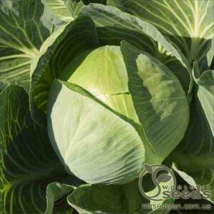 Капуста білокачанна "Структон" F1 – 2500 с. (Hazera)