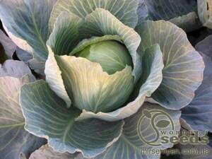 Капуста білокачанна "Бузоні" F1 - 2500 с. (Hazera)