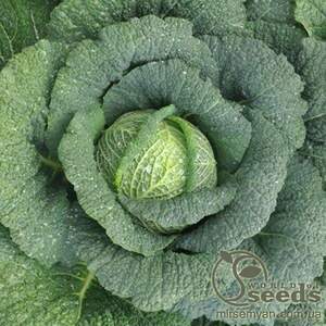 Капуста савойська "Спінель" F1. (HAZERA)