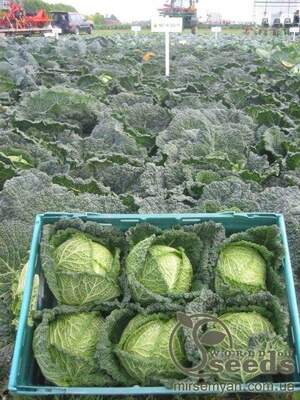 Капуста савойська "Спінель" F1. (HAZERA)