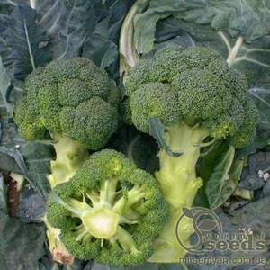 Капуста савойська "NiZ 18-161" F1. (HAZERA)