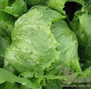 Салат типу Айсберг "Робінсон" - 5000 насінин (HAZERA)