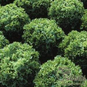 Салат тип Батавія "Фрістіна" - 5 гр. (HAZERA)