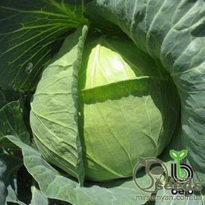 Капуста  Експект F1 2500 нас. (Bejo)