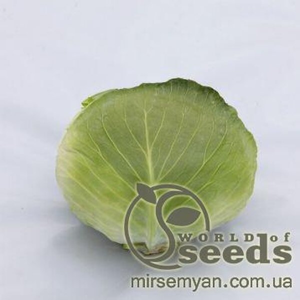 Капуста білокачанна Саксесор F1 Новинка! 2500 н. Сингента (Syngenta) Капуста білокачанна Саксесор F1 Новинка! 2500 н. Сингента (Syngenta)