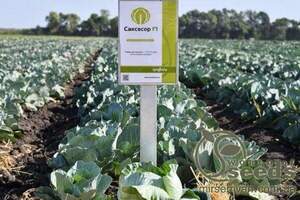 Капуста білокачанна Саксесор F1 Новинка! 2500 н. Сингента (Syngenta) Капуста білокачанна Саксесор F1 Новинка! 2500 н. Сингента (Syngenta)
