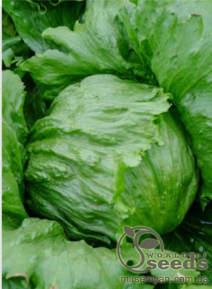 Салат типу Айсберг "Айс Сіркл" 5000 насінин (Syngenta)