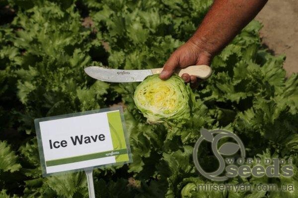 Салат типу Айсберг "Айс Вейв" - 5000 насінин (Syngenta) Салат типу Айсберг "Айс Вейв" - 5000 насінин (Syngenta)