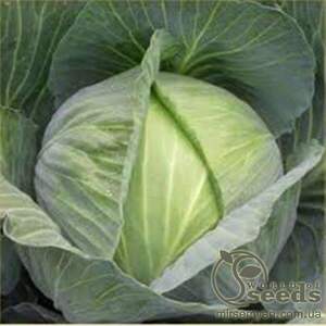 Капуста білокачанна "Саті" F1 Калібр. - 2500 с. (Hazera)