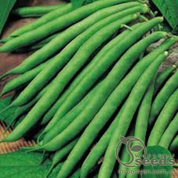 Квасоля Серенгеті / Serengeti F1 - 100 000 н. (Syngenta) Квасоля Серенгеті / Serengeti F1 - 100 000 н. (Syngenta)