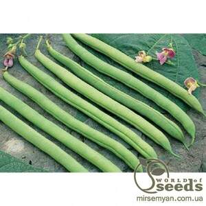 Квасоля Серенгеті / Serengeti F1 - 100 000 н. (Syngenta) Квасоля Серенгеті / Serengeti F1 - 100 000 н. (Syngenta)