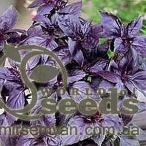 Базилік фіолетовий "Етруск" 25р. НАСКО