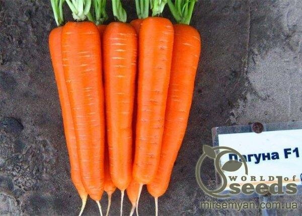 Морква "Лагуна" F1 (1,8-2,0 мм) 25 000 с. Нунемс (Nunhems) Морква "Лагуна" F1 (1,8-2,0 мм) 25 000 с. Нунемс (Nunhems)