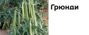 Горох овочевий Грунді - 100 г. (Syngenta) WoS