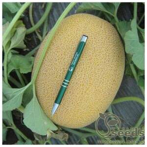 Диня "НЕВО" F1 насіння дині 1000с. (Hazera)