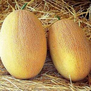 Диня "Раймонд" F1 10 семена А (Hazera)