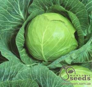 Капуста Капуста