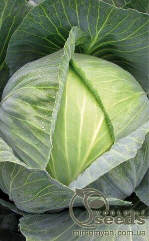 Капуста Капуста