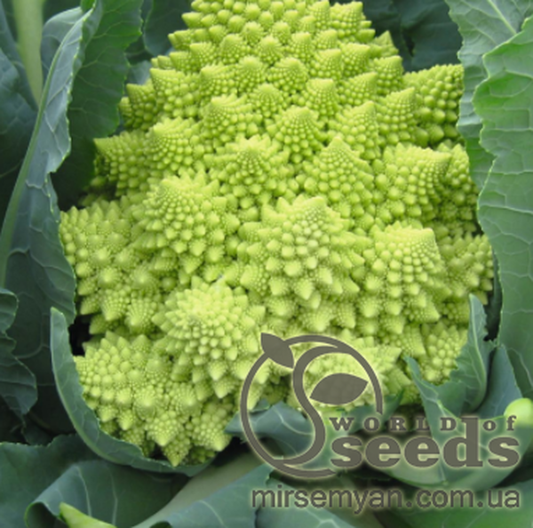 Капуста цвітна Капуста цвітна