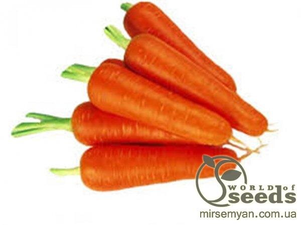 Морква Абако F1 – 1г. А (Seminis) Морква Абако F1 – 1г. А (Seminis)