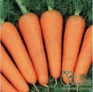 Морква Абако F1 – 1г. А (Seminis) Морква Абако F1 – 1г. А (Seminis)