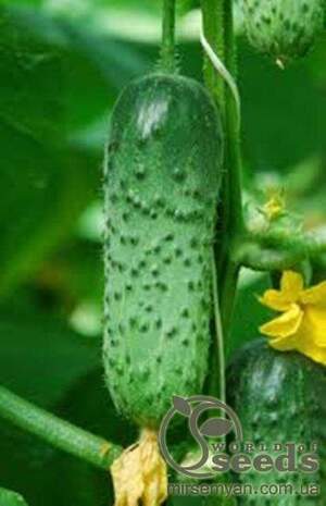 Огірок Кантара F1 10н. А Рійк Цваан/(Rijk Zwaan) Огірок Кантара F1 10н. А Рійк Цваан/(Rijk Zwaan)