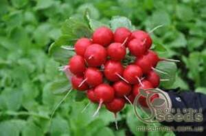 Редис 