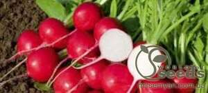 Редис "Роксан / Roxanne" F1 10г. А (Bejo)